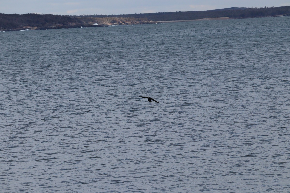 Double-crested Cormorant - ML613888565