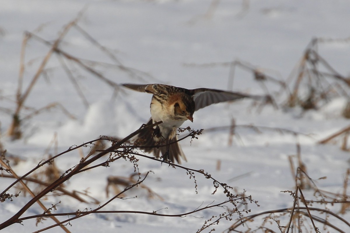 Lapland Longspur - ML613888580