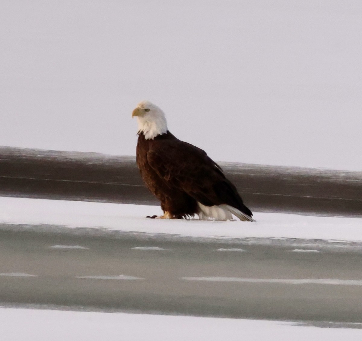 Bald Eagle - Cheryl Rosenfeld