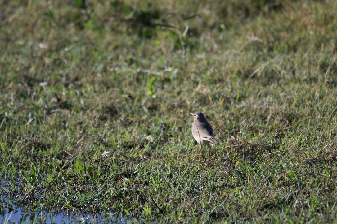 Plain-backed Pipit - Anonymous