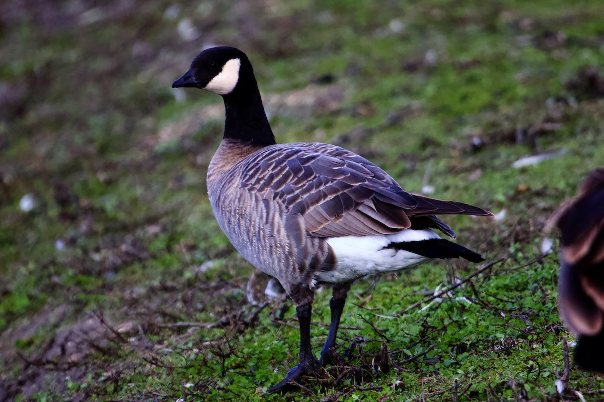 Cackling Goose - ML613888630