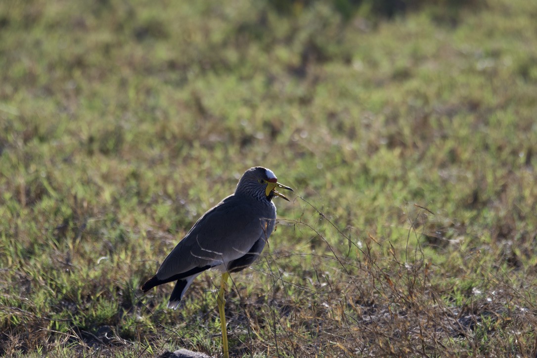 Wattled Lapwing - ML613888650