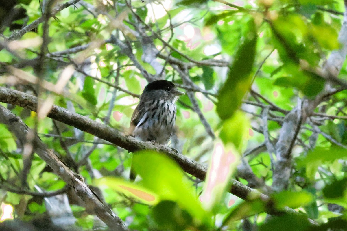 African Broadbill - ML613888682