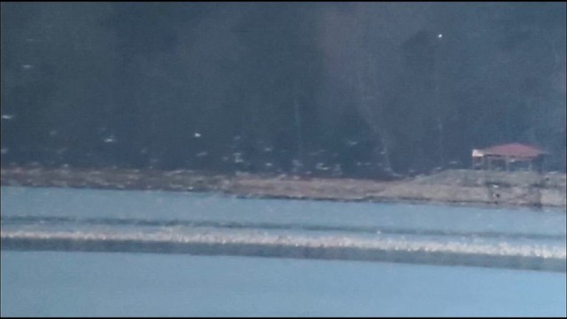 Goéland à bec cerclé - ML613888736