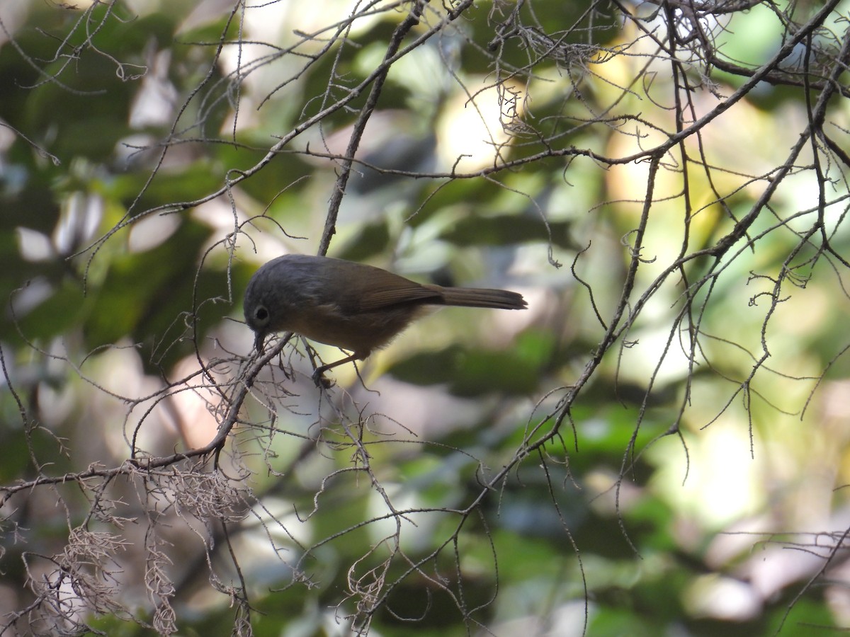 Yunnan Fulvetta - ML613888770