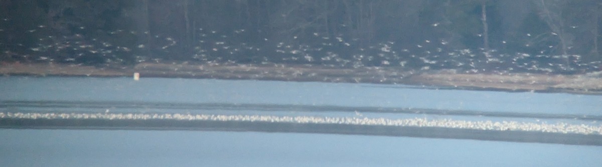 Ring-billed Gull - ML613888799