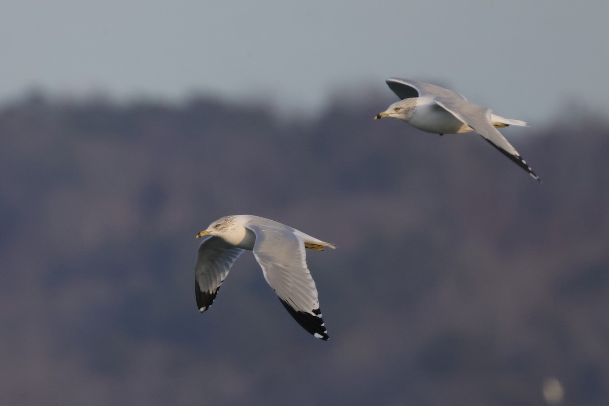 Ring-billed Gull - ML613888831