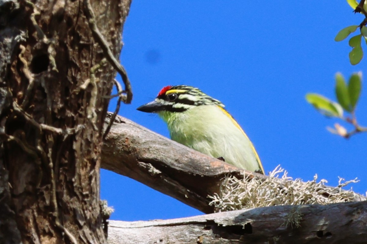Red-fronted Tinkerbird - ML613888873