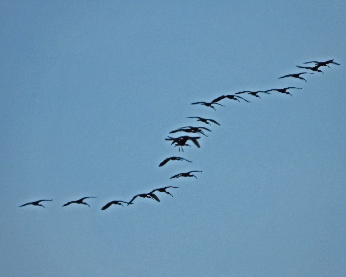 Glossy Ibis - Aubrey Merrill