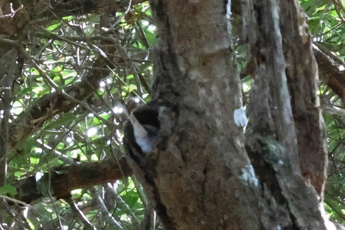 Gray Tit-Flycatcher - ML613888912