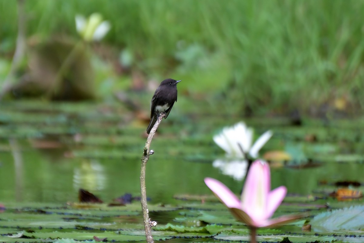 Black Phoebe - Héctor Moncada