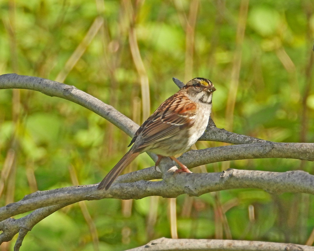White-throated Sparrow - ML613889053