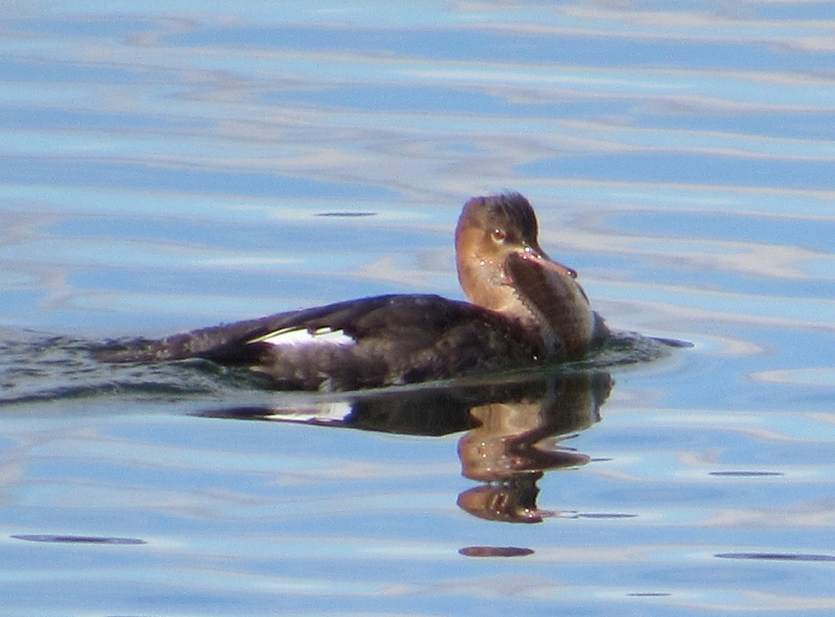 Red-breasted Merganser - Al Garner