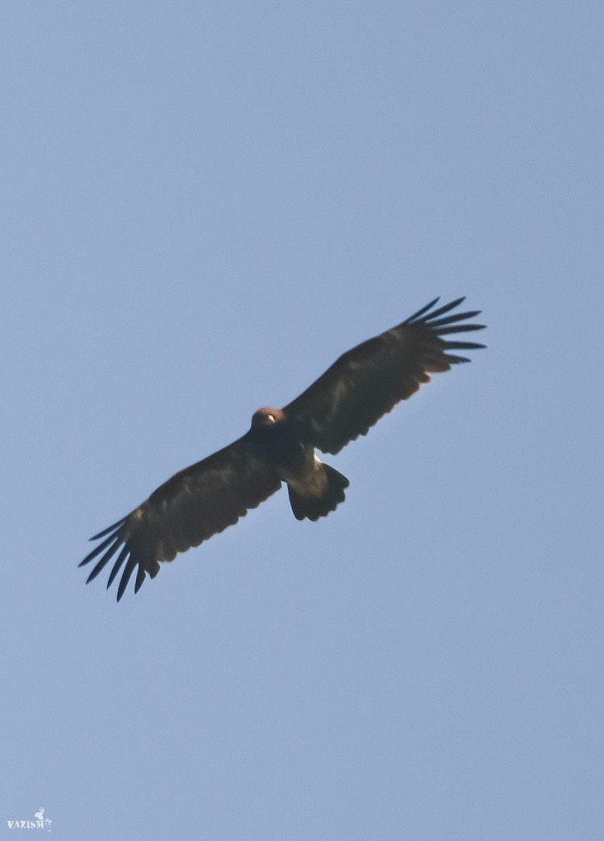Greater Spotted Eagle - Vazanth T