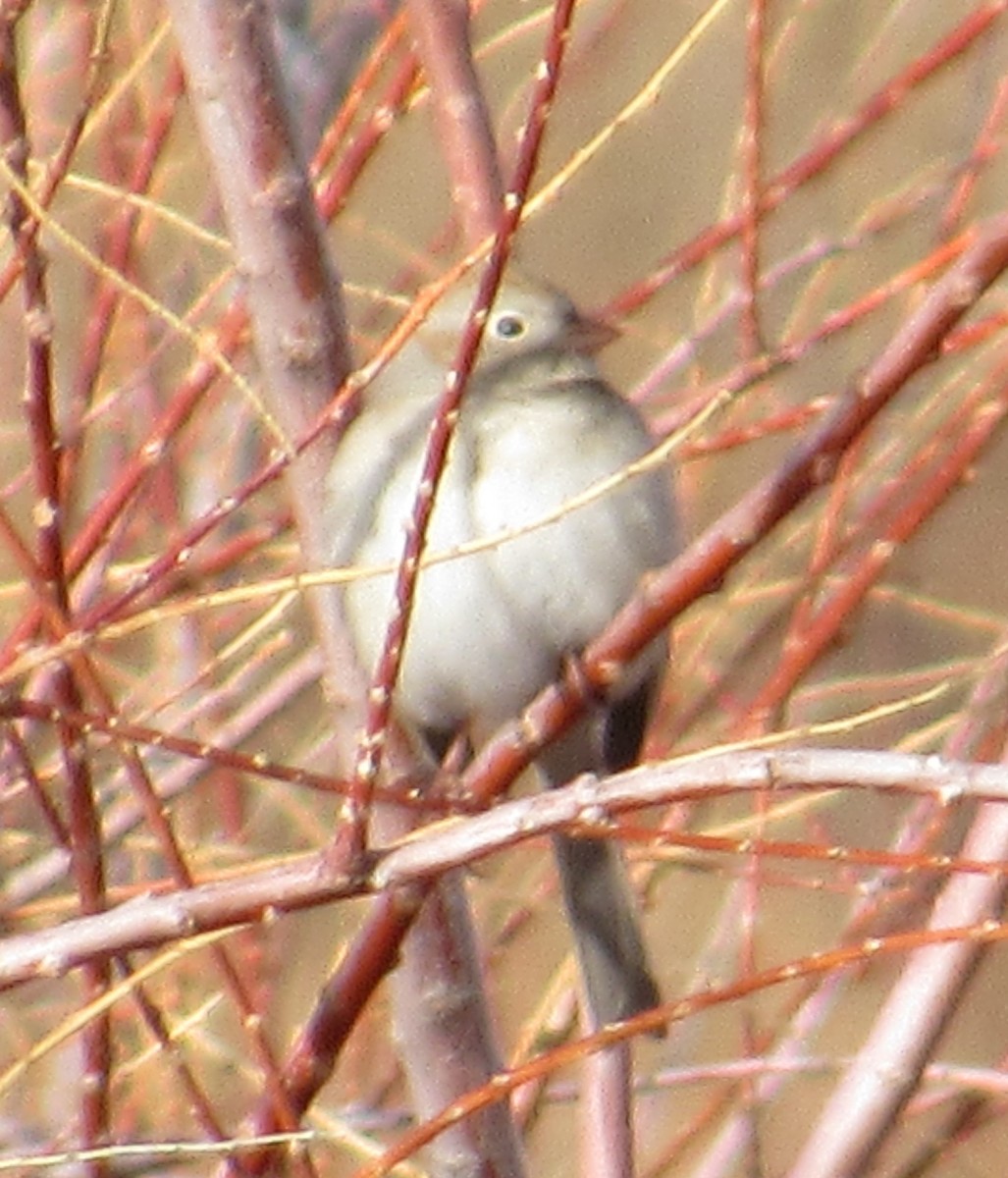 Field Sparrow - Al Garner
