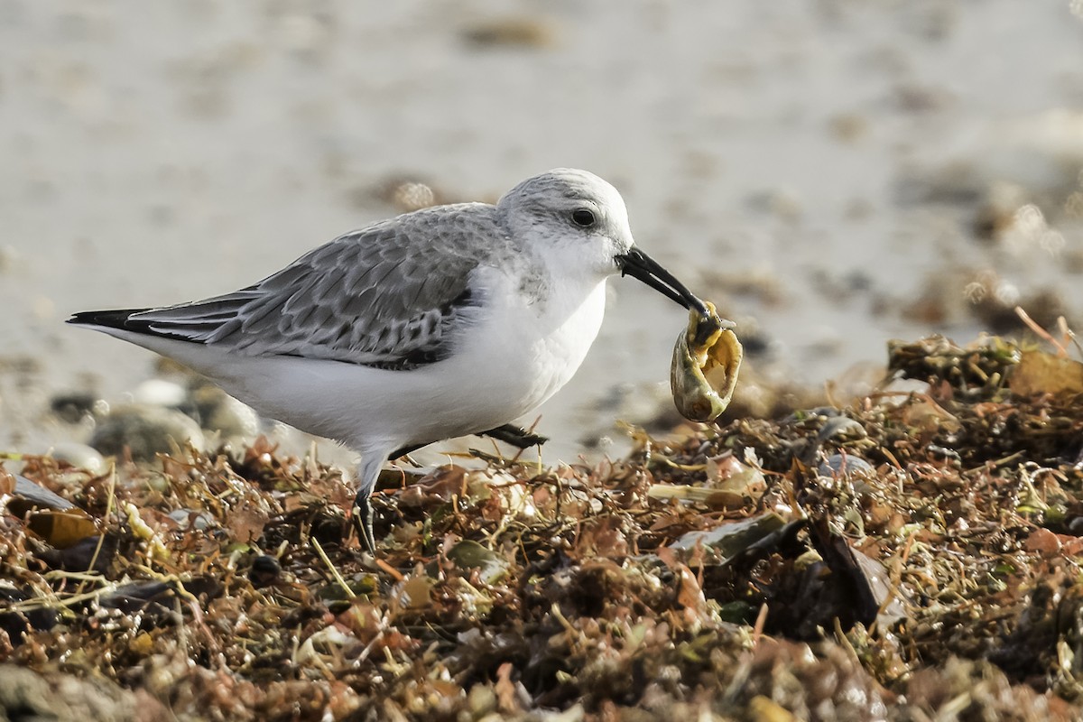 Sanderling - Stan Deutsch