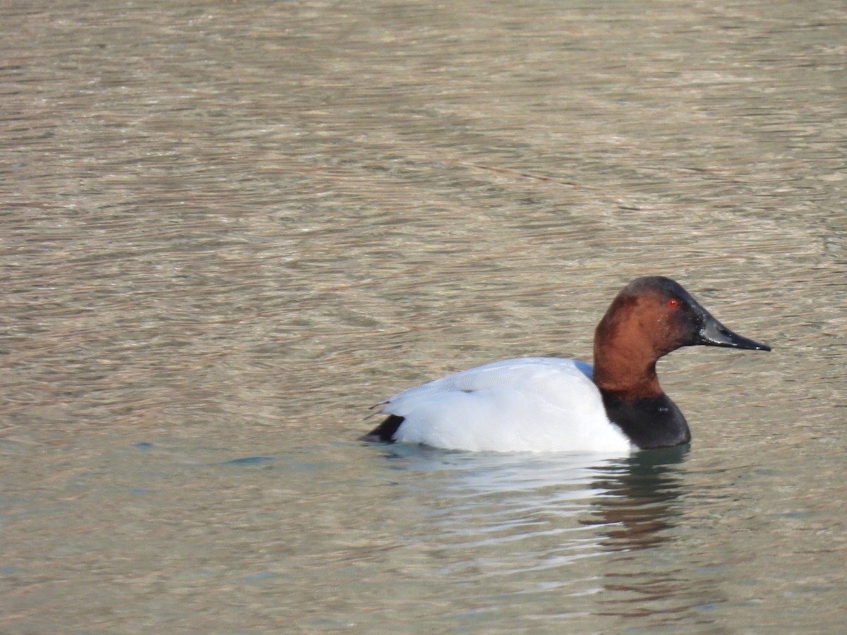 Canvasback - Cindy Leffelman