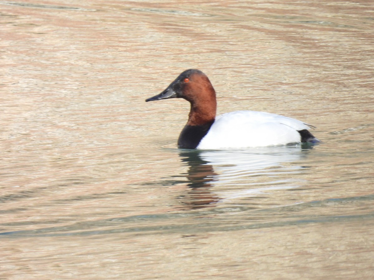 Canvasback - Cindy Leffelman