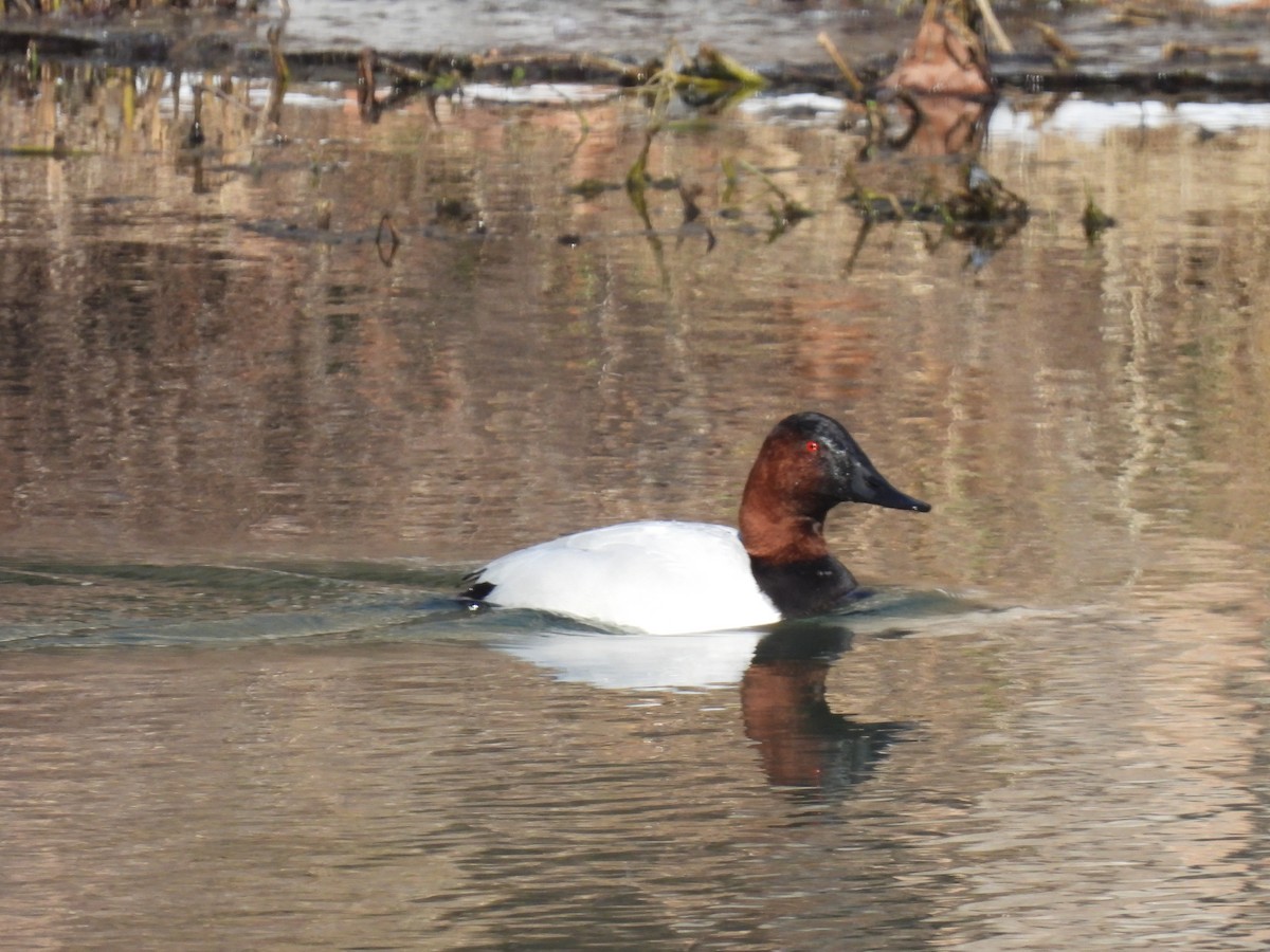 Canvasback - Cindy Leffelman