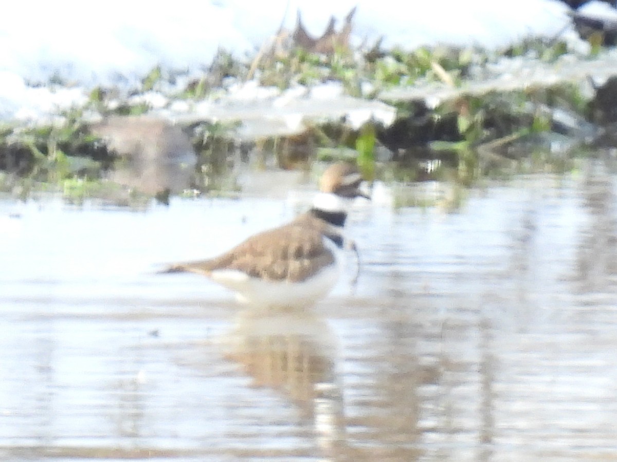 Killdeer - Cindy Leffelman