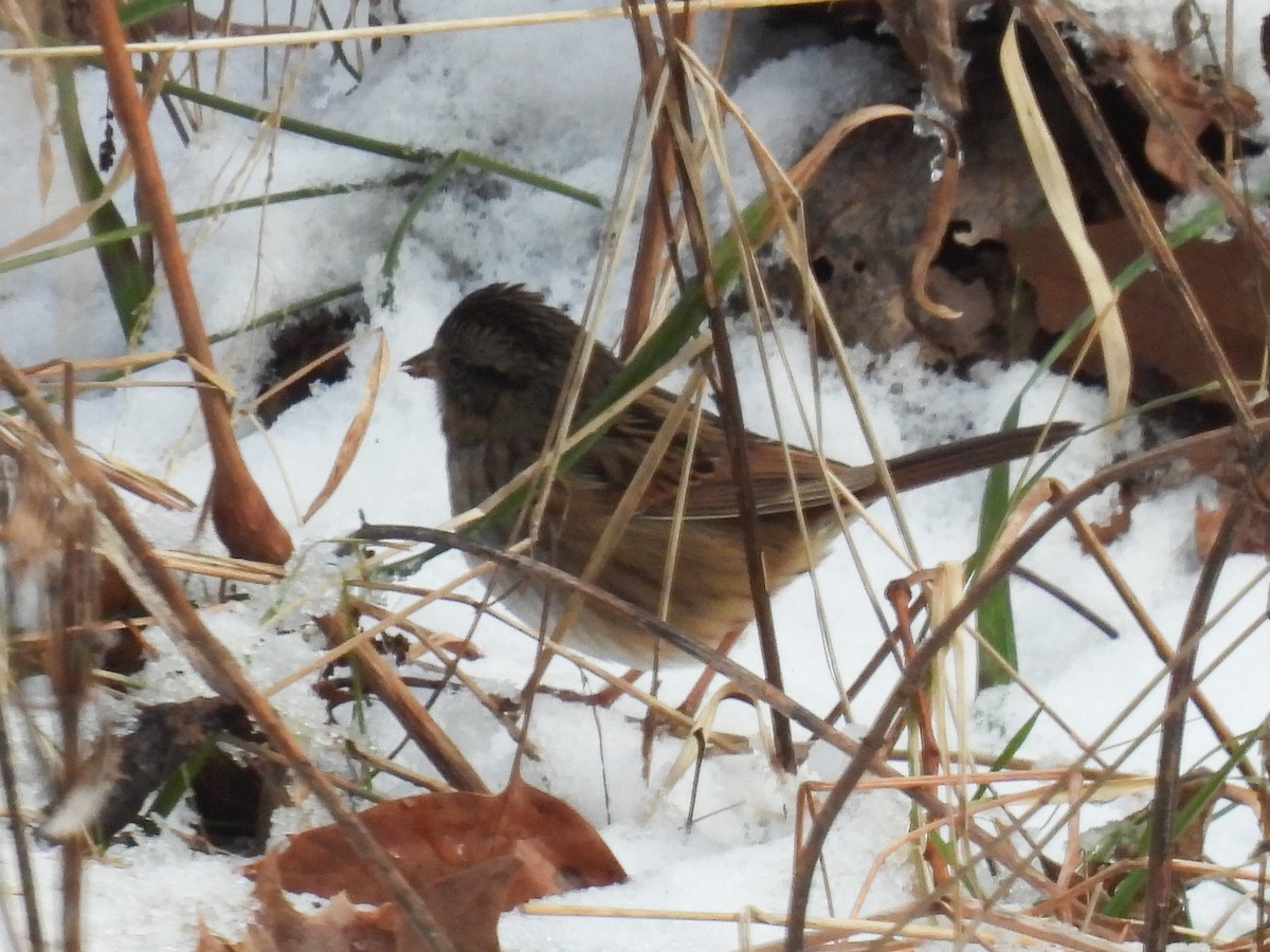 Swamp Sparrow - Cindy Leffelman