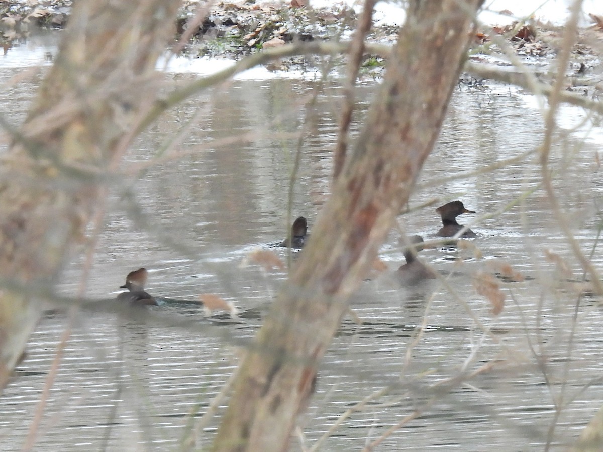 Hooded Merganser - Cindy Leffelman