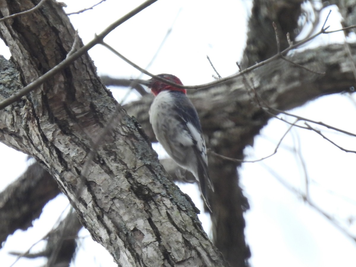 Red-headed Woodpecker - Cindy Leffelman