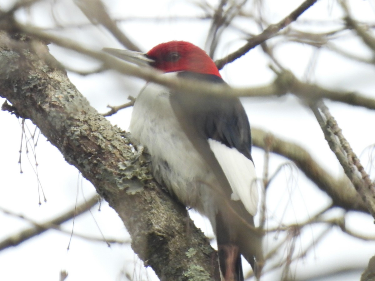Red-headed Woodpecker - Cindy Leffelman