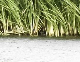 Pied-billed Grebe - ML613889442