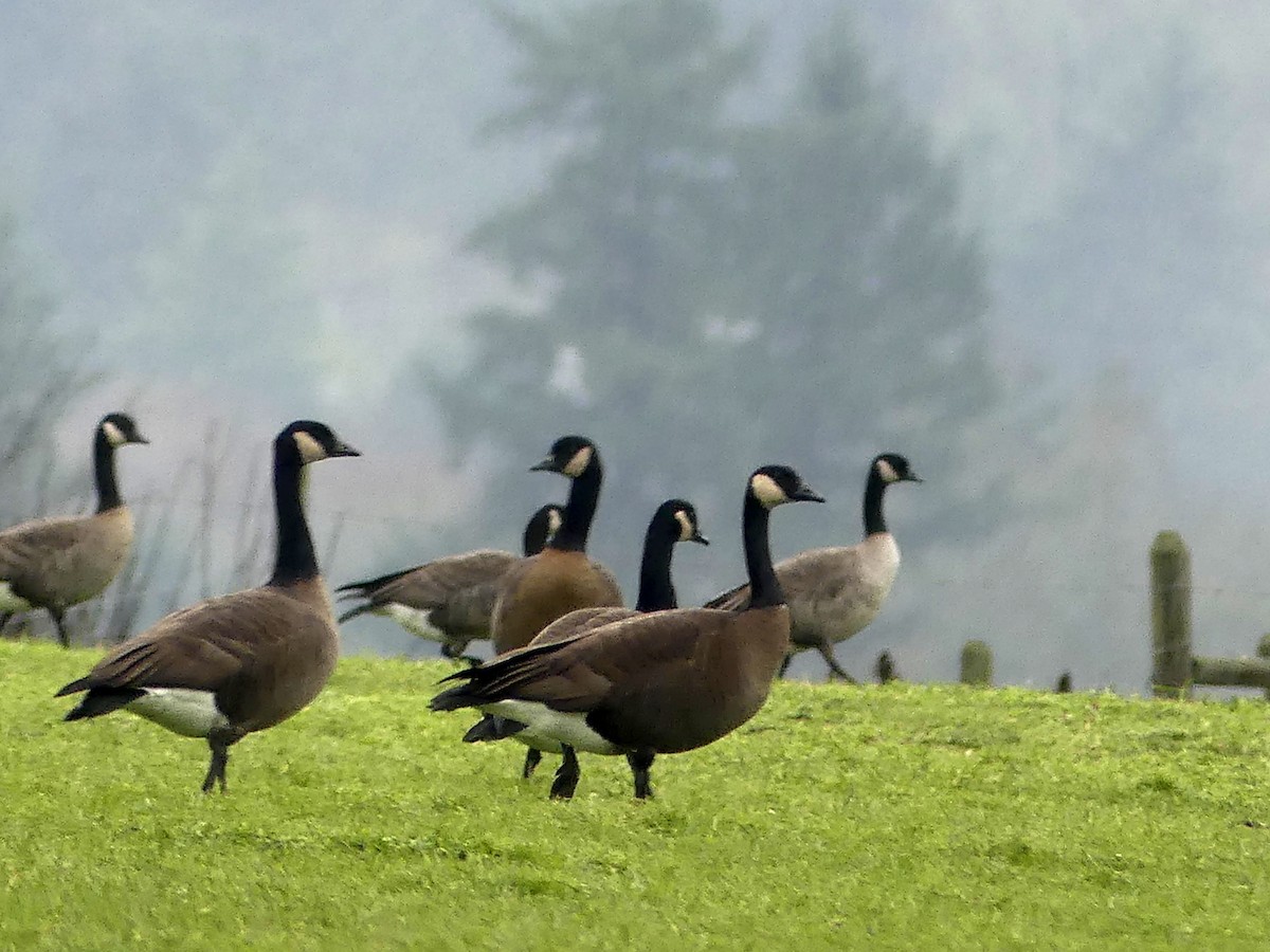 Canada Goose - ML613889456