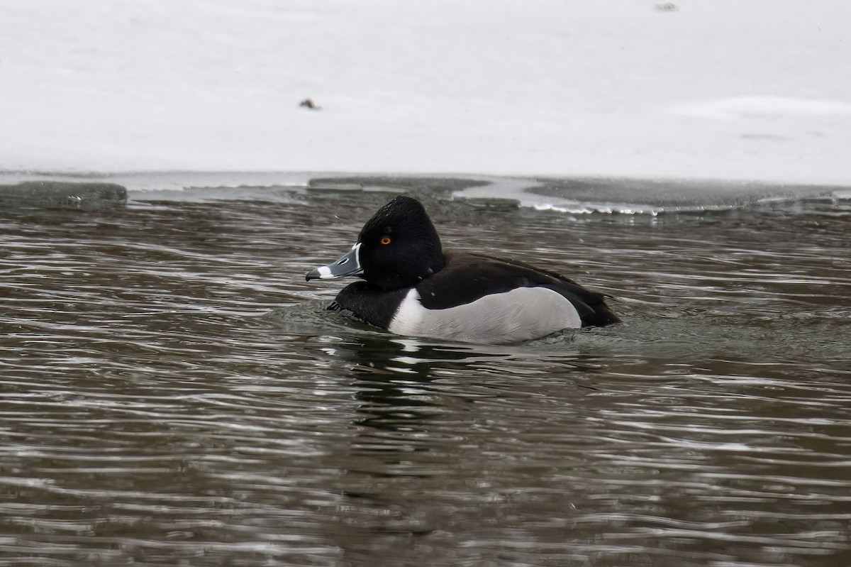 Ring-necked Duck - Theresa Ray