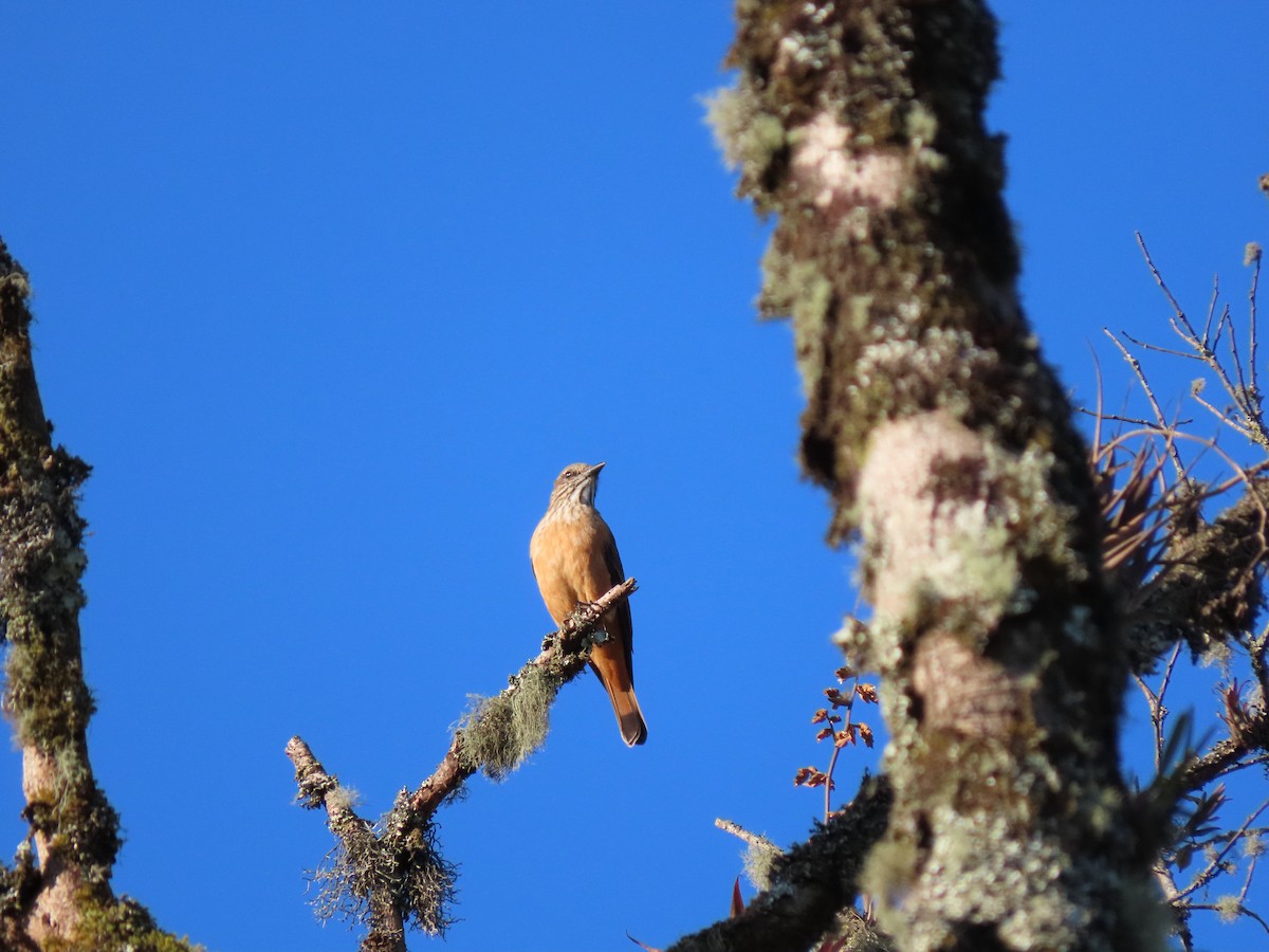 Streak-throated Bush-Tyrant - ML613889586