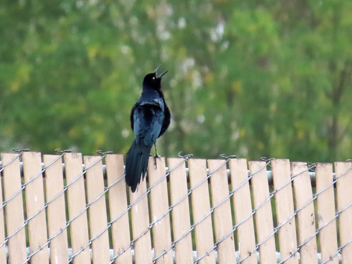 Great-tailed Grackle - ML613889694