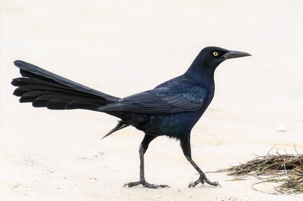 Great-tailed Grackle - ML613889719