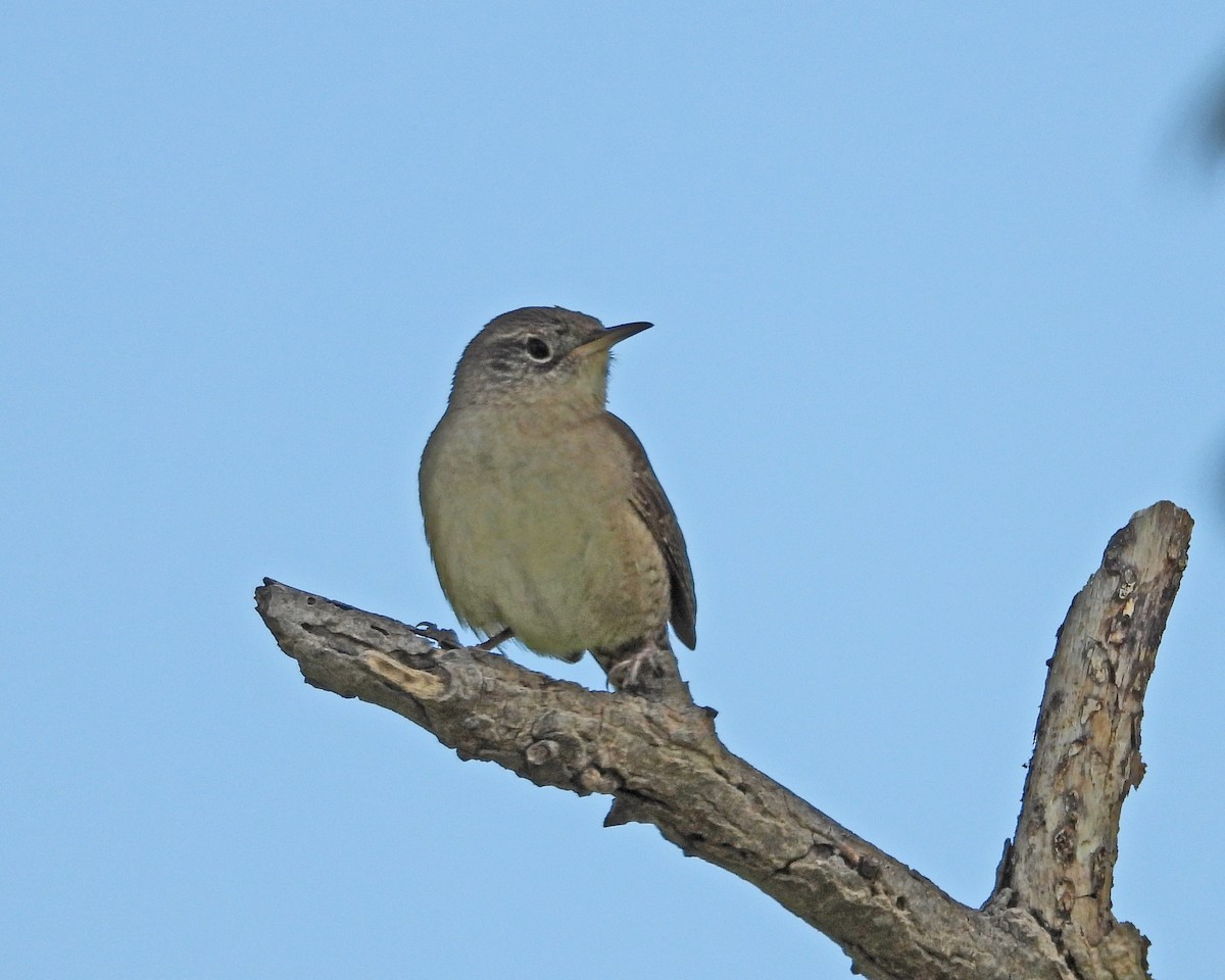 House Wren - ML613889769