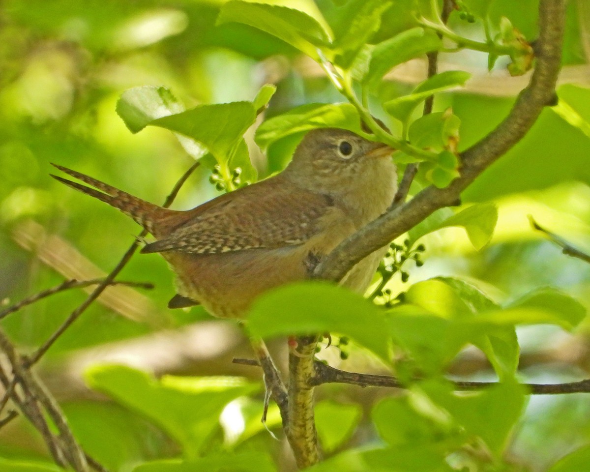 House Wren - ML613889800