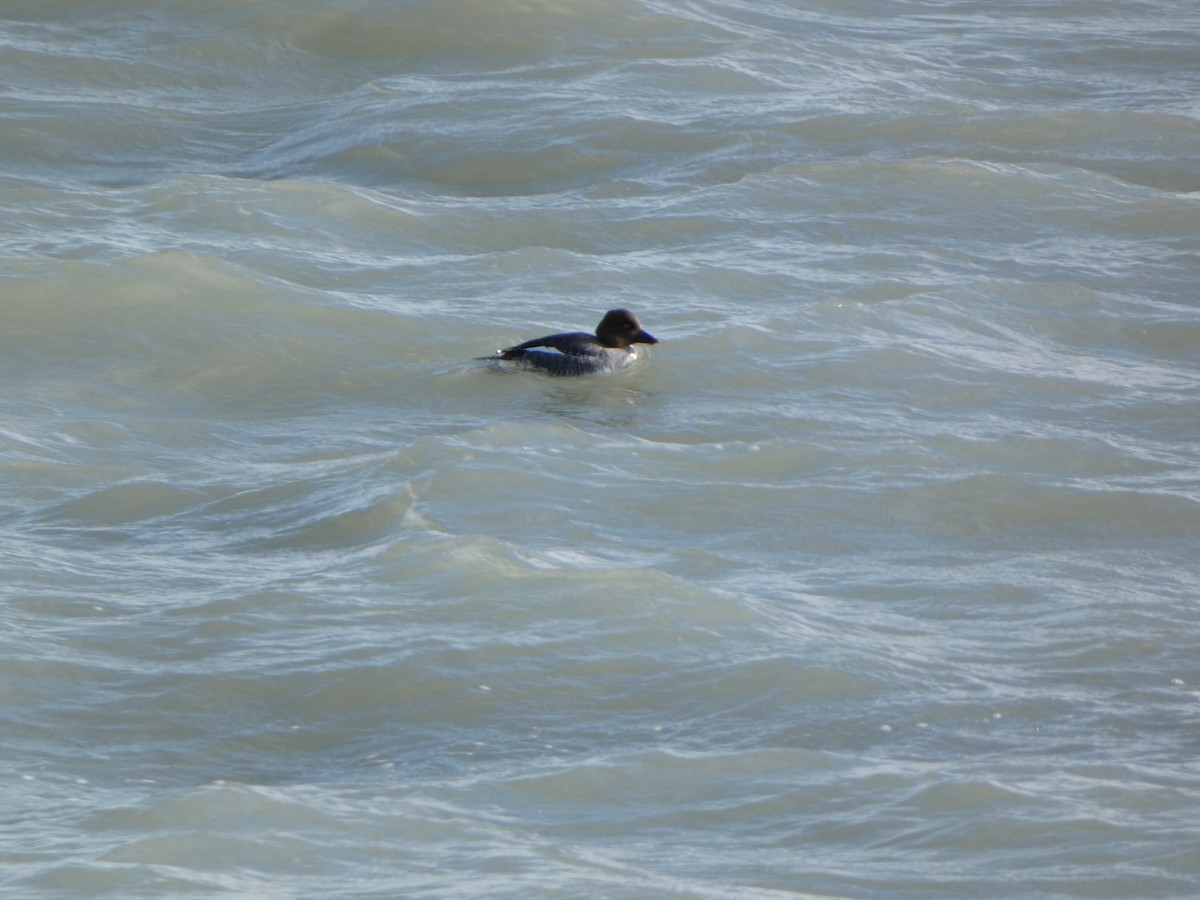 Common Goldeneye - Justin Reed