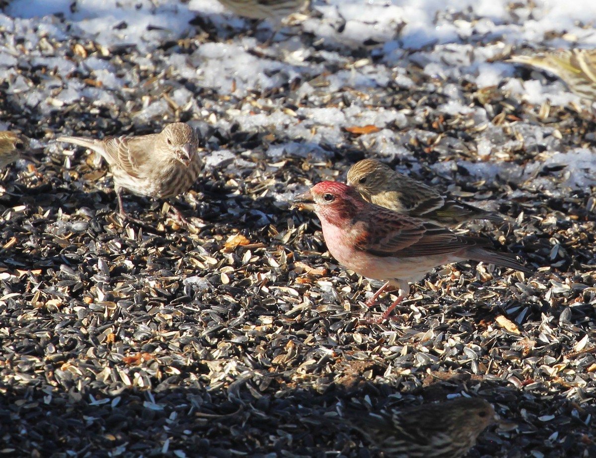 Cassin's Finch - ML613889858