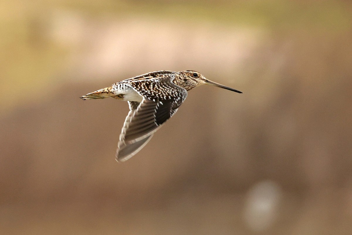 Wilson's Snipe - ML613889874