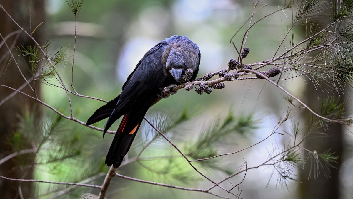 Glossy Black-Cockatoo - ML613889918