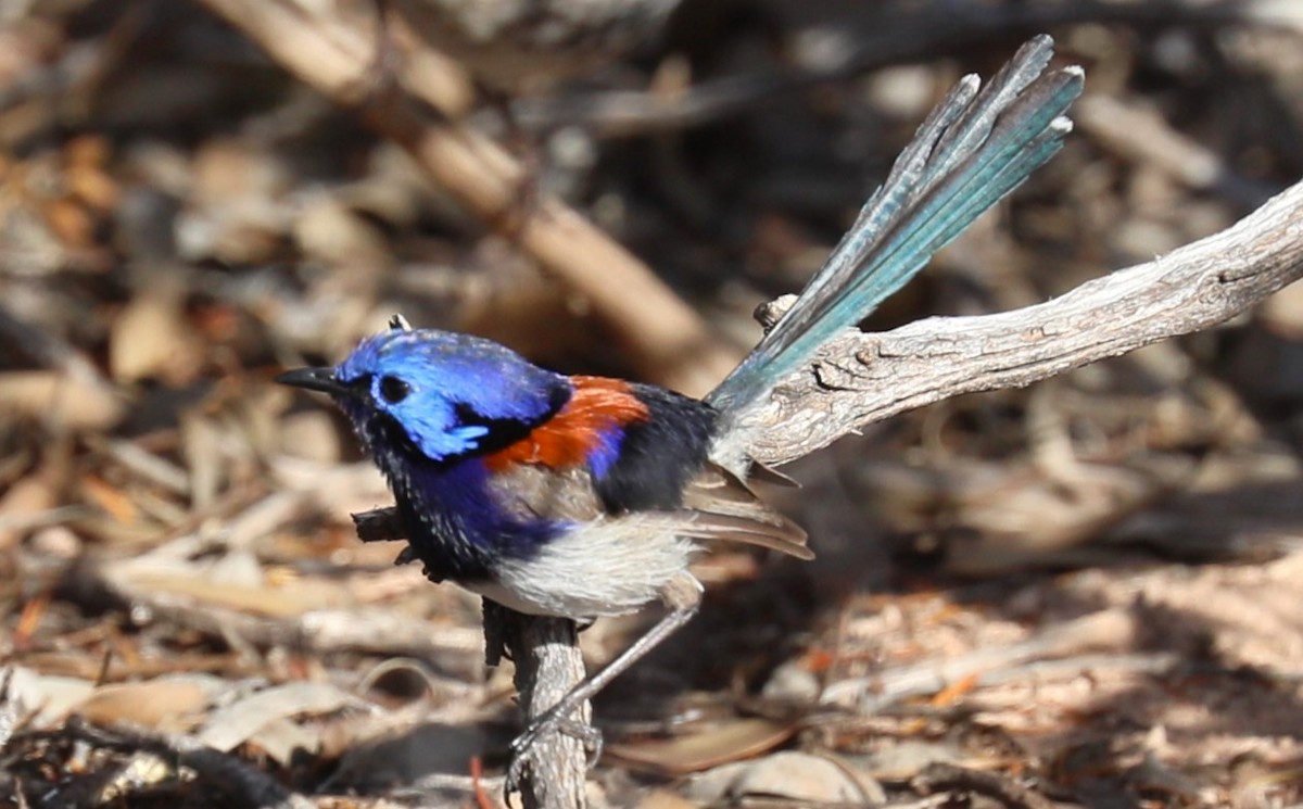 Blue-breasted Fairywren - ML613889937