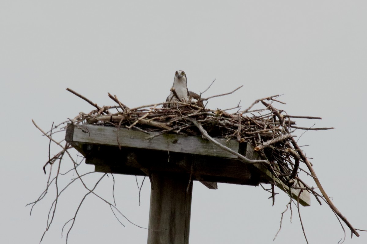 Osprey - ML613889967