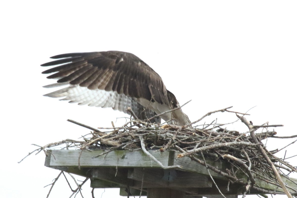 Osprey - Jeffrey Blalock