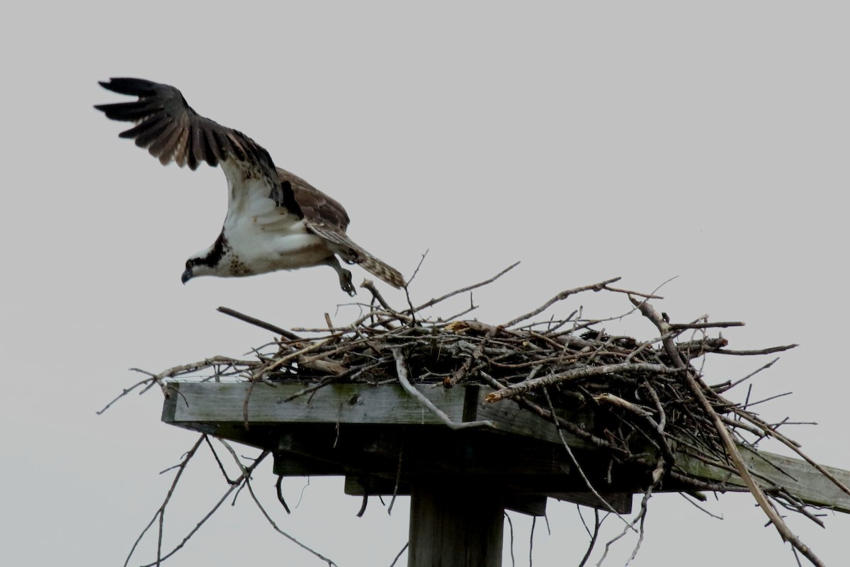 Osprey - ML613889970