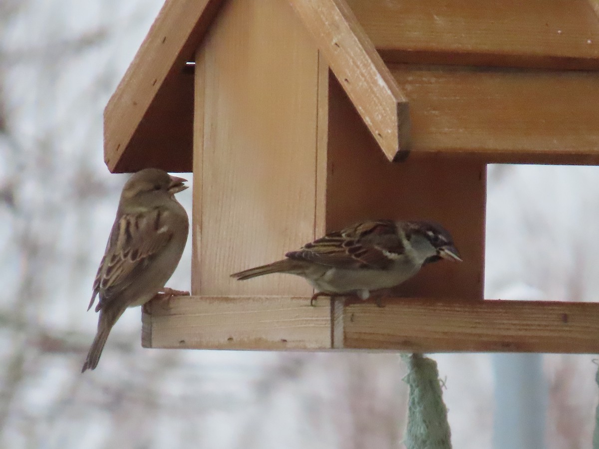 Moineau domestique - ML613889989