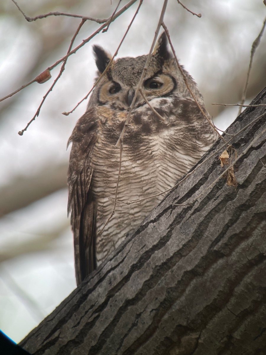 Great Horned Owl - ML613890000