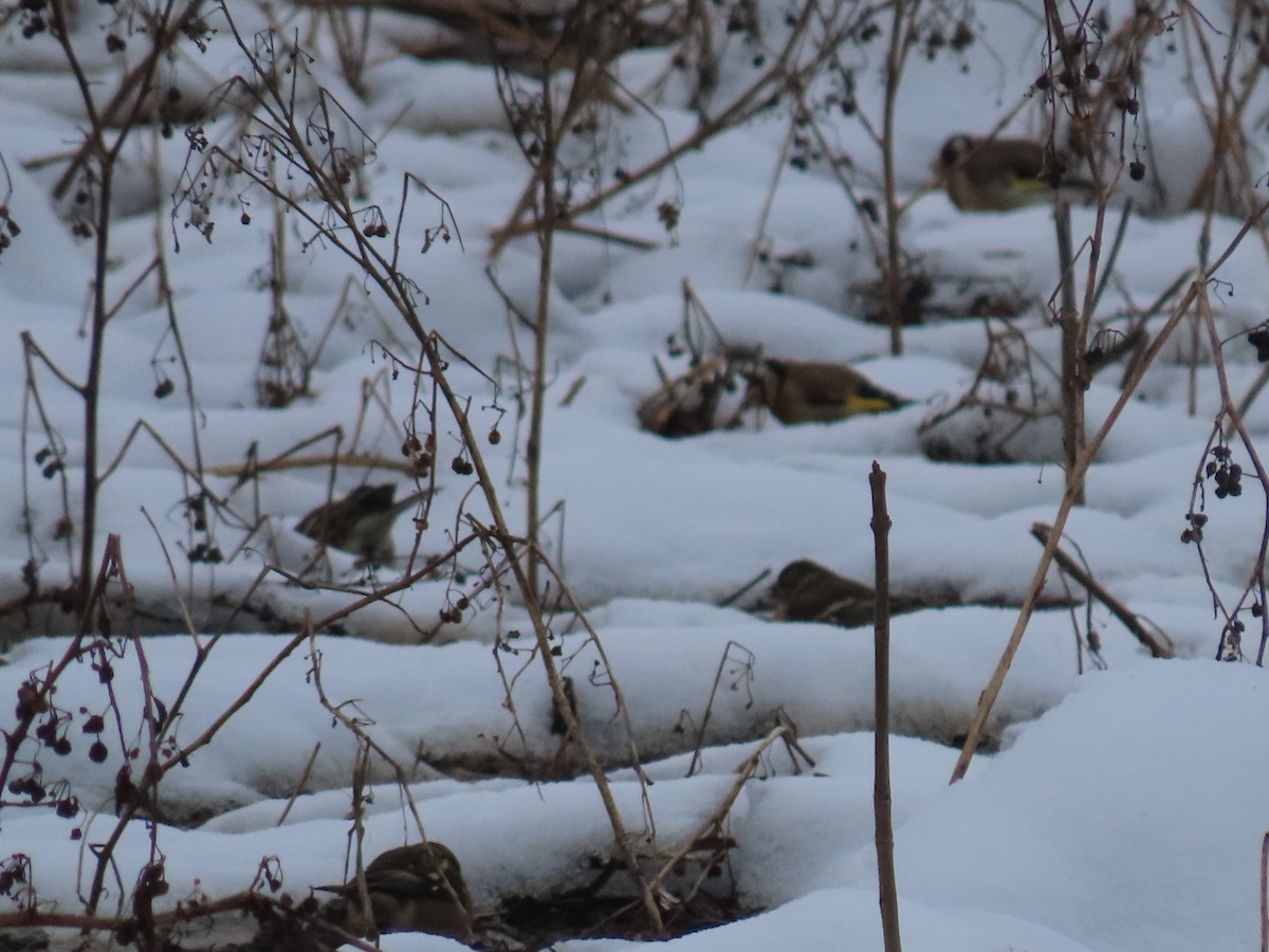 European Goldfinch - ML613890003