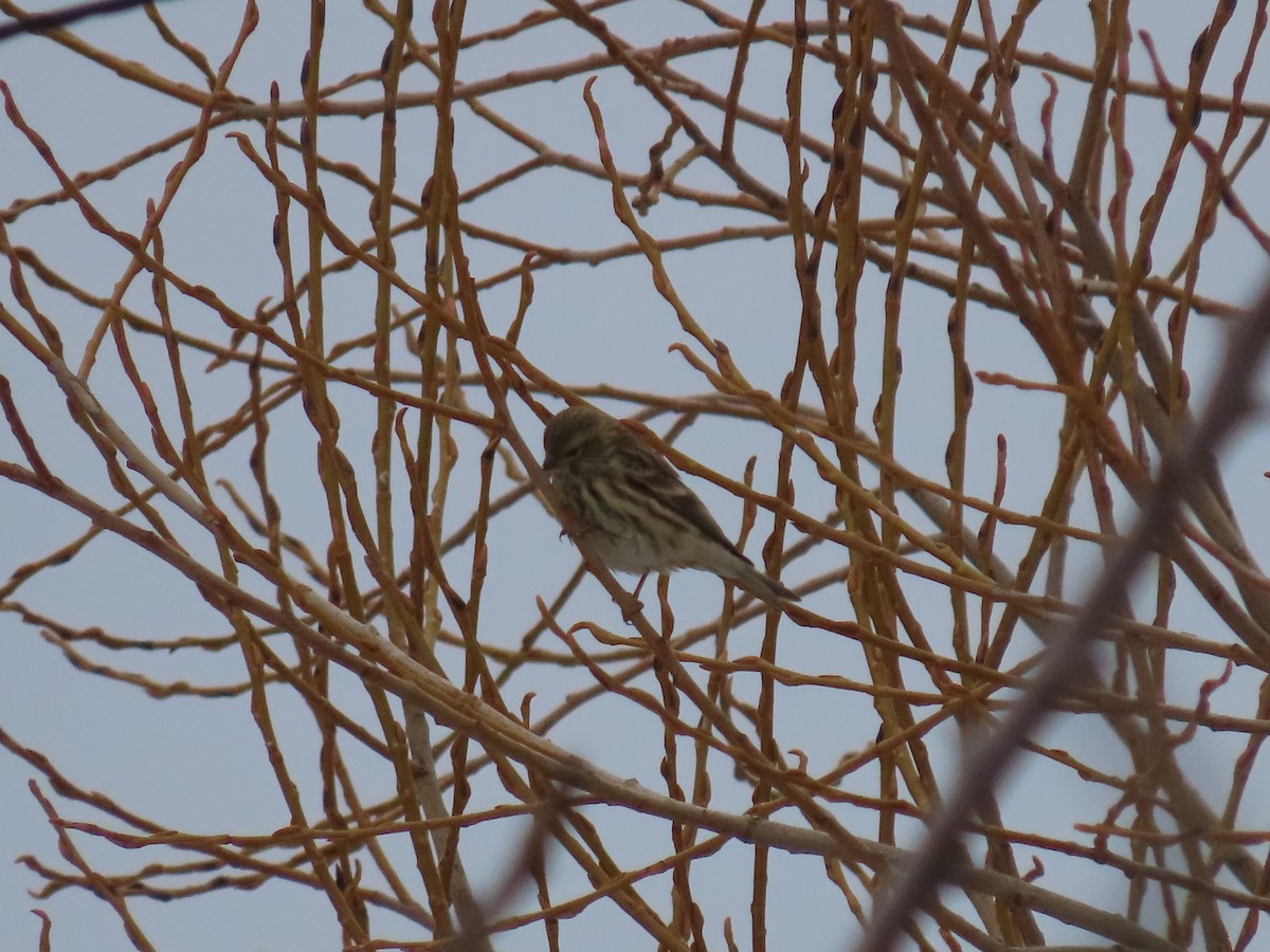 Eurasian Siskin - ML613890011