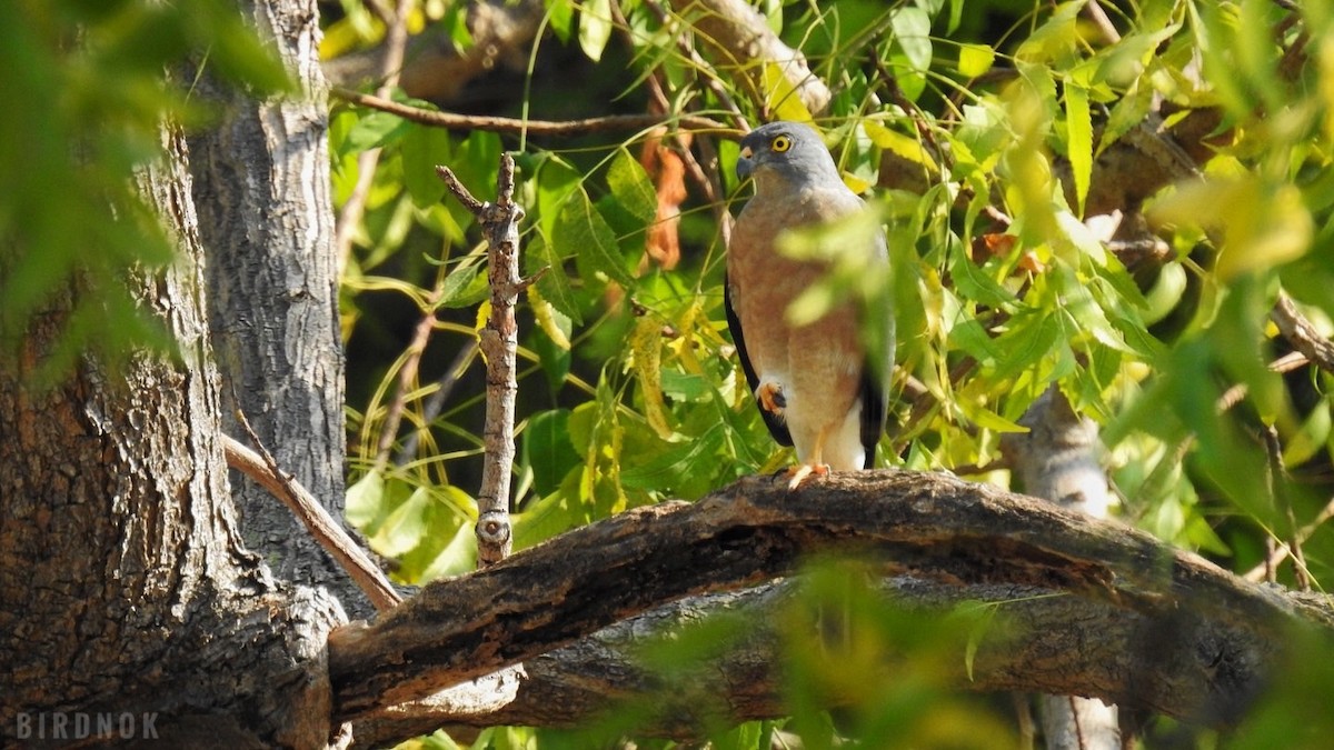 Chinese Sparrowhawk - ML613890033