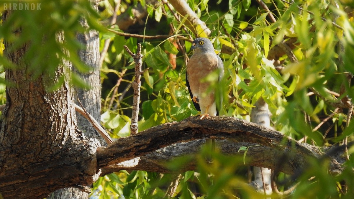 Chinese Sparrowhawk - ML613890034